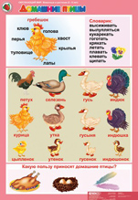 Домашние птицы
