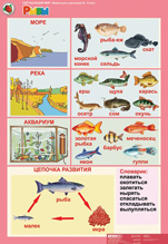 Рыбы