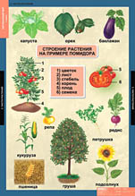 Части растений. 