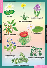 Красная книга. Растения. 