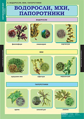 Водоросли лишайники мхи папоротники 2 класс занков презентация