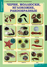 Черви, молюски, иглокожие, ракообразные. 
