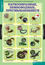 Паукообразные, земноводные, пресмыкающиеся. 