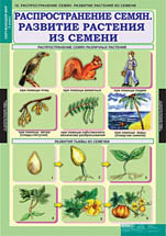 Распространение семян. Развитие растения из семени. 