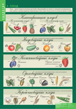 Плод