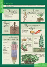 Корень