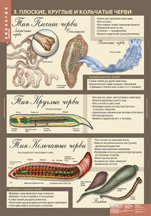 Плоские, круглые и кольчатые черви.