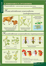 Изменчивость организмов. 